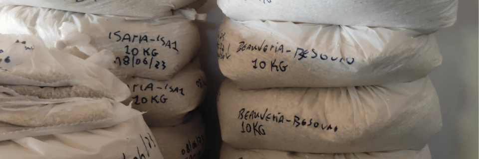 Bio Produção de Fungos