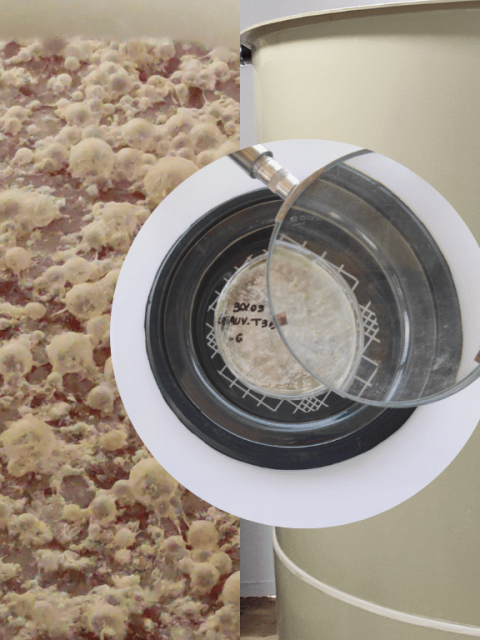 Bio Produção de Bactérias