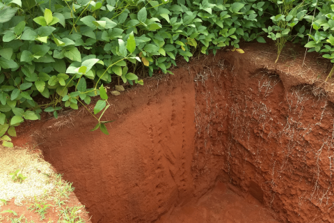 Estudo de Rizosfera
