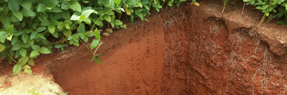 Microbiologia em Raízes