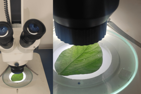 Bio Identificação de Doenças