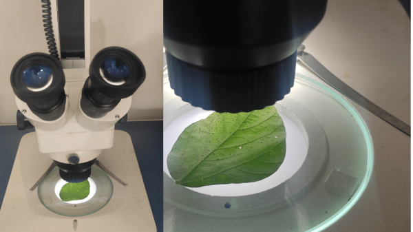 Bio
