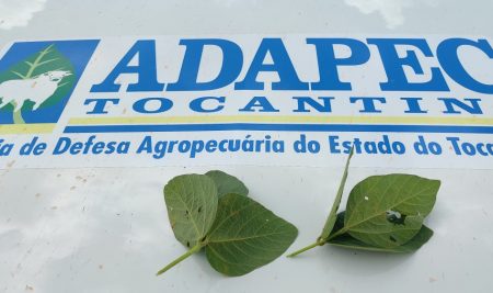 ADAPEC confirma Primeiro Foco de Ferrugem Asiática em Soja da Região Sul do Tocantins