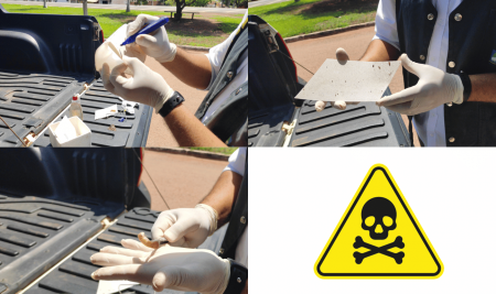 Alerta Urgente: Estados em Emergência Fitossanitária para adoção de Medidas Preventivas Essenciais devido à Ameaça da Mosca-da-Carambola
